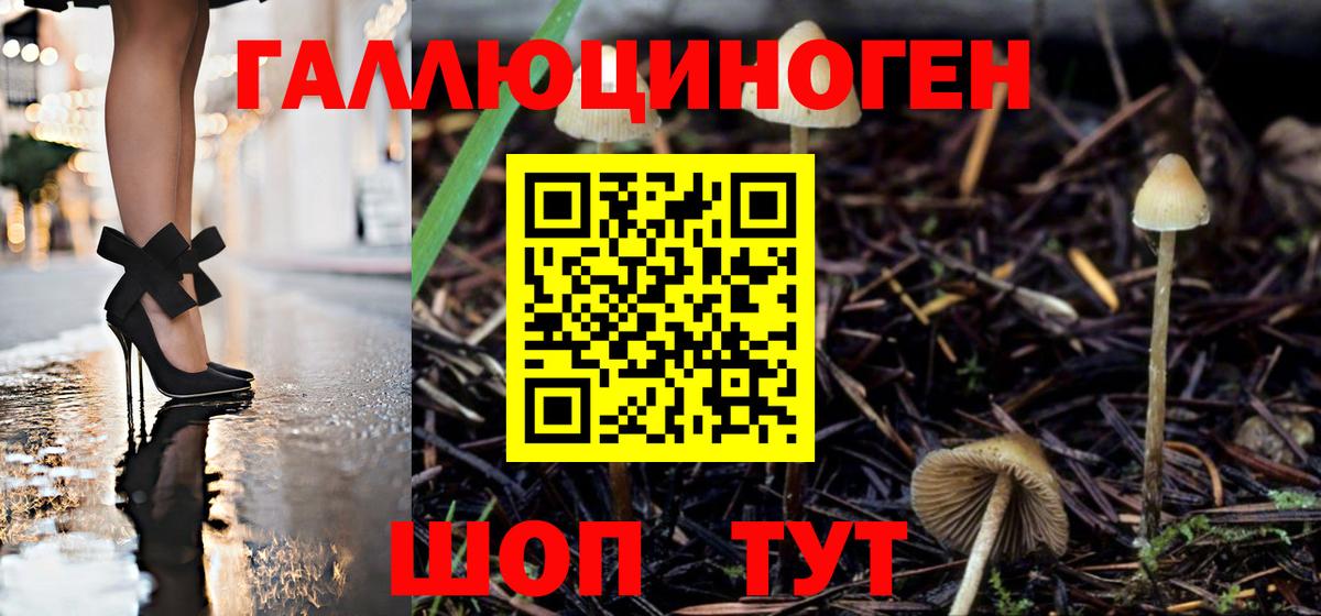 Галлюциногенные грибы Psilocybe Курчатов